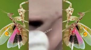 Relax squeezing out blackheads #26 Черные точки