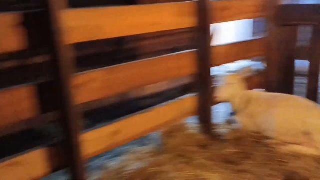Проблемы у котных коз с ногами/Надо ставить кальфосет/Обработала копыта всем козам.