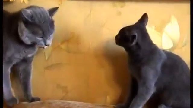 Лягушки игрушки из силикона для детей смотреть онлайн