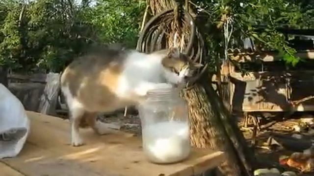 Кошка пьет молочко лапкой смотреть онлайн