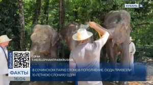 Десятилетняя Одри стала новым жителем парка слонов в Сочи