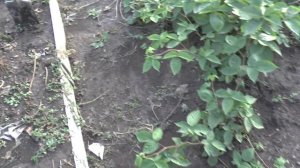 Пересадка кустов бесшипной ежевики