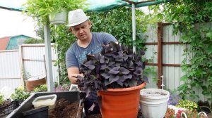 Ипомея Батат удивительное растения. В саду может быть не только петуния.