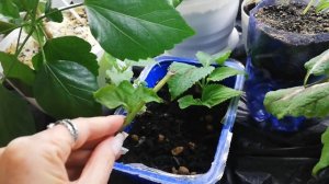 Караул! Чёрная ножка. Колеус гибнет