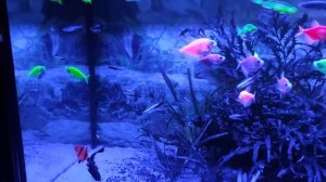Синий свет в аквариуме! ГЛО