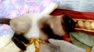 Сиамский кот- Медвежонок шипит и кусается!