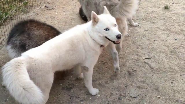 День хаски , знакомство со стаей / Husky Day , acquaintance with the pack смотреть онлайн