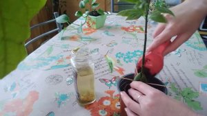 Авокадо, водяной орех🌱🍃 из воды в грунт😳🤔