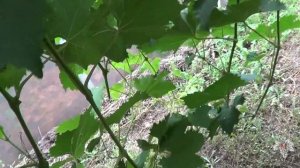 Виноград Ланселот. Урожай и особенности сорта