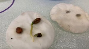 ⁉️Как вырастить СВИТИ ИЗ КОСТОЧКИ в домашних условиях‼️