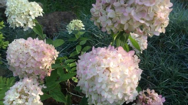 Гортензии в моём саду. Мэджикал Свит Саммер смотреть онлайн