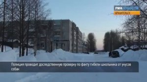 Собаки загрызли ребенка в Архангельске