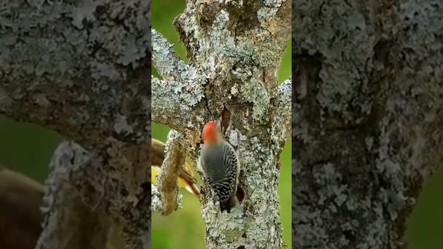 Птица Дятел | Woodpecker