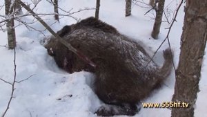 Охота на Кабана в загоне Смоленск Охота с Михаилом Топорковым