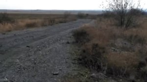 Багги барракуда