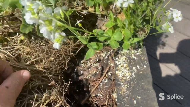 Волшебное облако ибериса смотреть онлайн