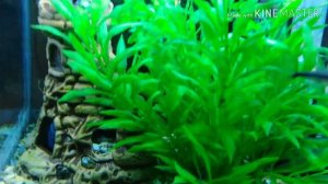 Почему рыбки ложатся на дно аквариума