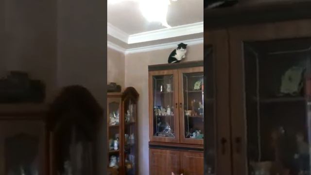 Котики 🐈❤️ приют Котопес г. Челябинск смотреть онлайн