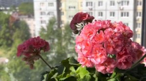 Ю Полонез. Цветёт мой молоденький кустик, после увеличения объёма отсушил бутоны.04.06.23