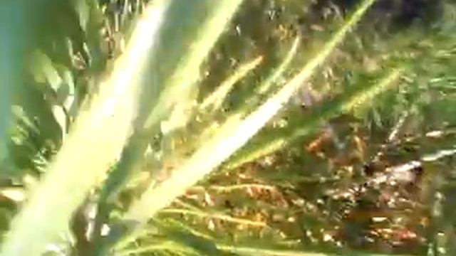 Что это 9 ? / what is it 9 ? смотреть онлайн