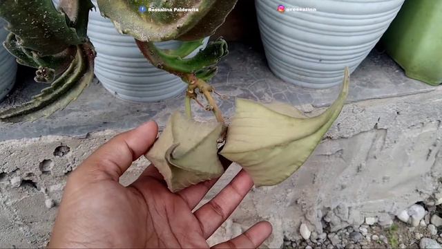 CANTIK BANGET !!! TAPI BAU - CACTUS ( Stapelia gigantea plant care ) смотреть онлайн