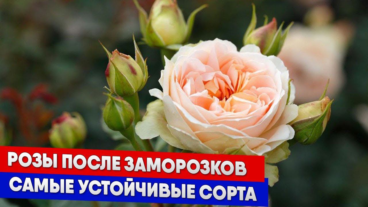 Розы после заморозков, самые устойчивые сорта смотреть онлайн