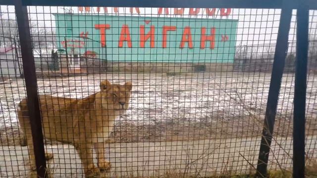 Самая ЛАСКОВАЯ ЛЬВИЦА не пускает ко мне льва! смотреть онлайн