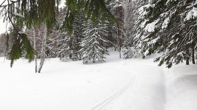 Павловский парк (2), Санкт-Петербург. 7 марта 2023 год смотреть онлайн