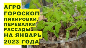 Агрогороскоп пикировки, пересадки, перевалки и посадки рассады в январе 2023 года