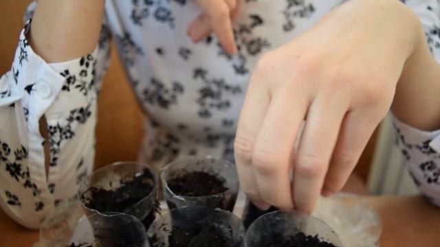 Самые первые всходы лимона из косточки. Юные садоводы