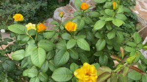 Роза Керио, начинается третья волна цветения! Жара продолжается???