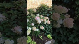 МЕТЕЛЬЧАТЫЕ ГОРТЕНЗИИ НА ЮГЕ. Что делать, чтобы соцветия не рыжели.