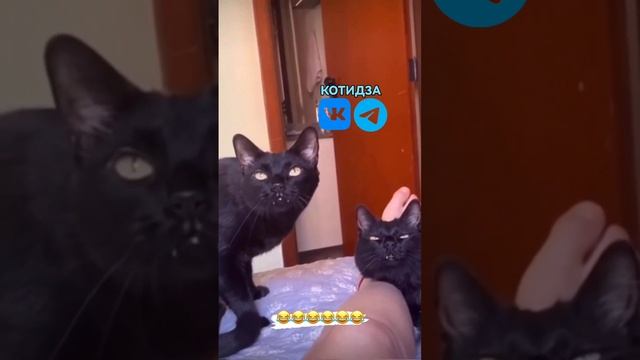 Коты чистюли