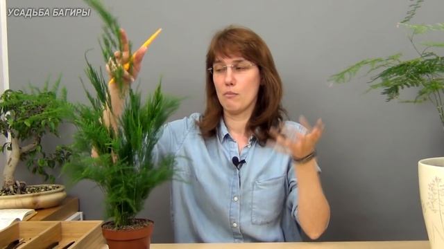 Аспарагус. Посадка и уход.