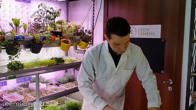 СУПЕР НАБОР ДЛЯ ВЫРАЩИВАНИЯ МИКРОЗЕЛЕНИ | СЕЕМ СЕМЕНА