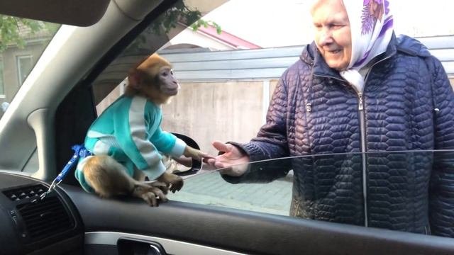 Обезьяна играет на публику 😂 пусть все видят это...