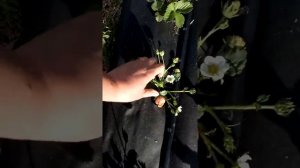 Крупноплодный сорт клубники МАРМЕЛАДА ОНЕБОР на маточнике Ферма "Омская Ягода"