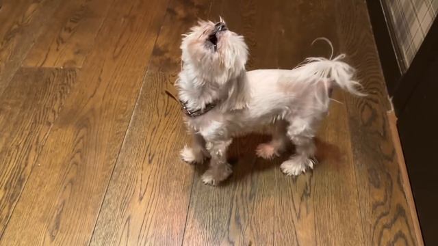 ТОША В БОЛЬНИЦЕ || ВСЕ БУДЕТ ХОРОШО смотреть онлайн