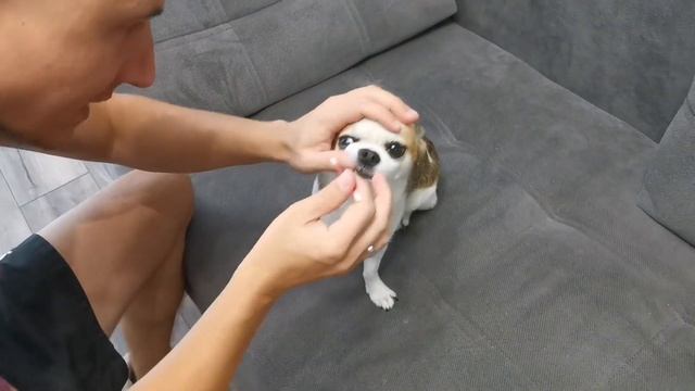 У СОБАК всё как у ЛЮДЕЙ. Чистим ЗУБЫ смотреть онлайн