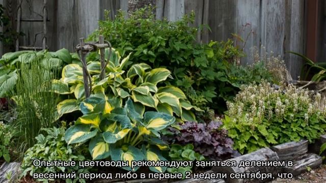 Когда пересаживать хосту