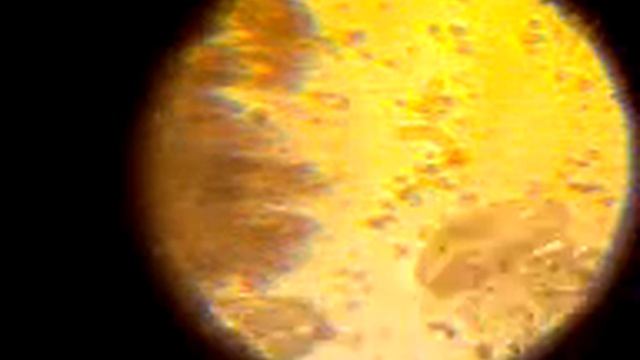 КАПЛЯ ВОДЫ ПОД МИКРОСКОПОМ смотреть онлайн