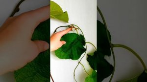 Обзор ?саженцы ?? Киви Хейворд К-16 и К-12