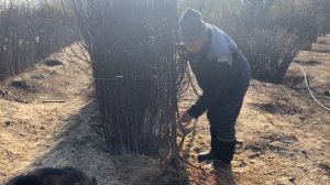 Питомник Маценко. Элитные саженцы абрикоса и сливы, на карликовых подвоях.