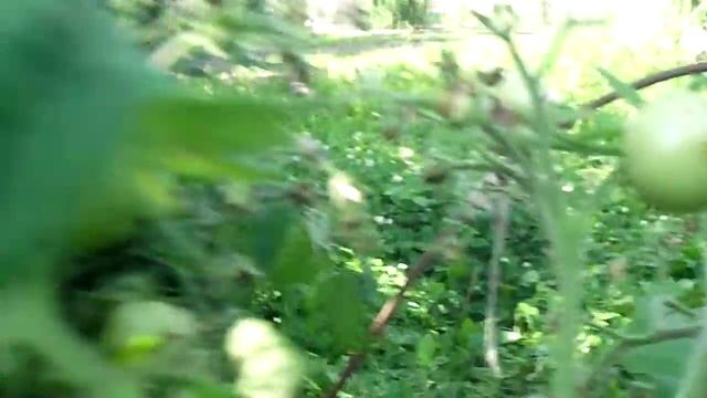 помидоры в бочке, урожай или провал? смотреть онлайн