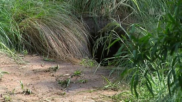 Дикая природа Масштабируемая атака _ A Scaled Attack HD .mp4 смотреть онлайн