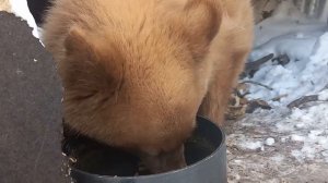 Petunia The Baby Bear Cub Eats Mac And Cheese