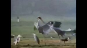 ОСЕННИЕ  ЖУРАВЛИ