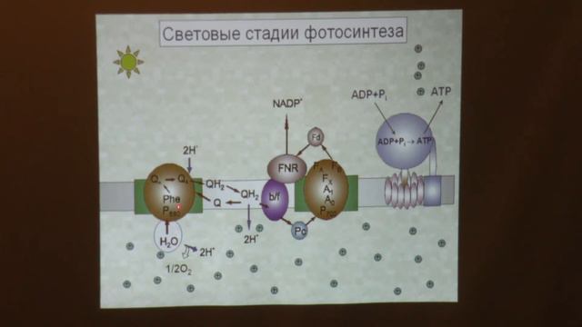 Твердислов В. А. - Основы биофизики и экологии - Лекция 11