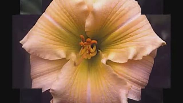 Лилейник, или Красоднев (лат. Hemerocallis).  萱草屬