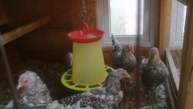 Перепела первое яйцо. А так же, суп из петуха. смотреть онлайн